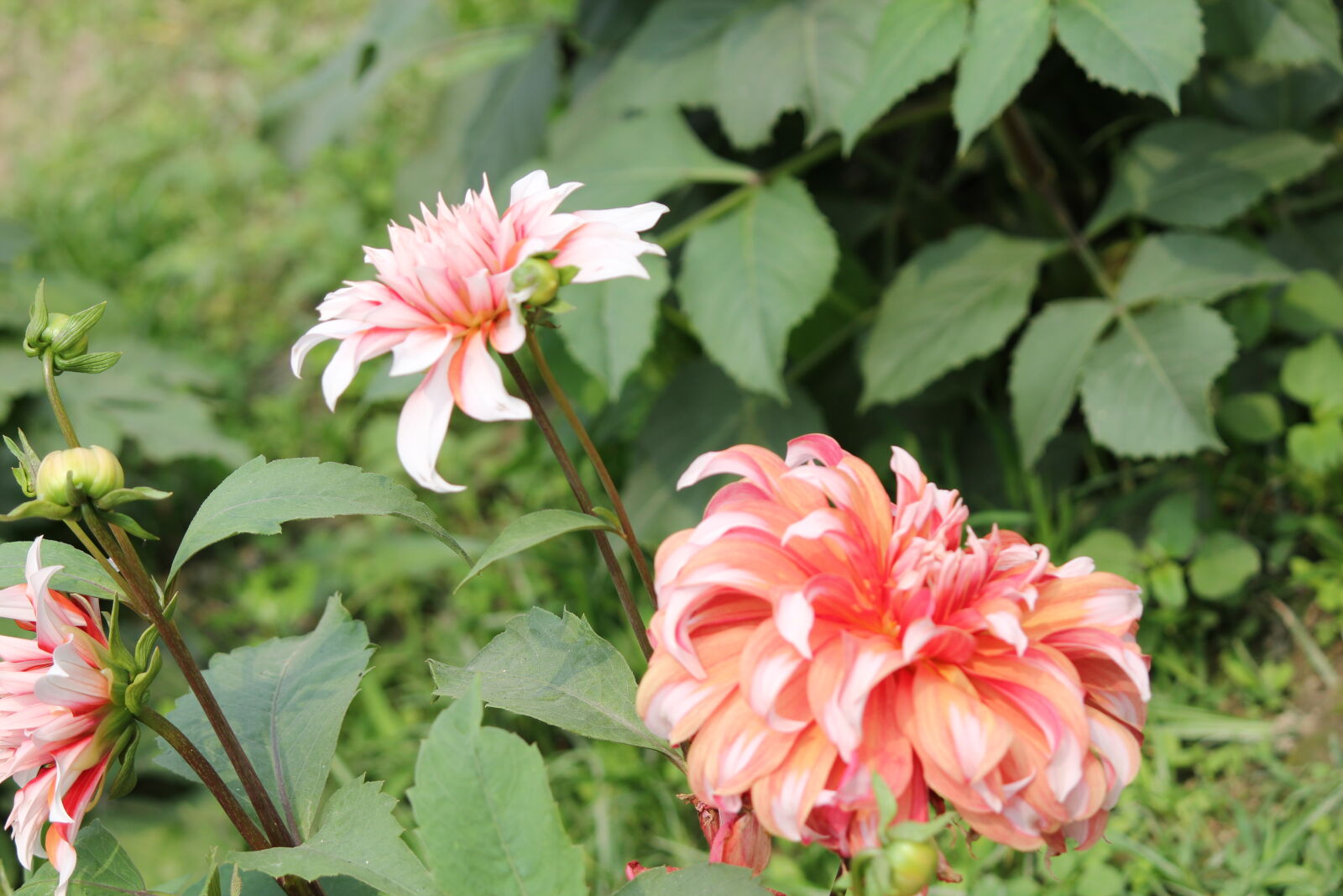 Canon EF-S 55-250mm F4-5.6 IS II sample photo