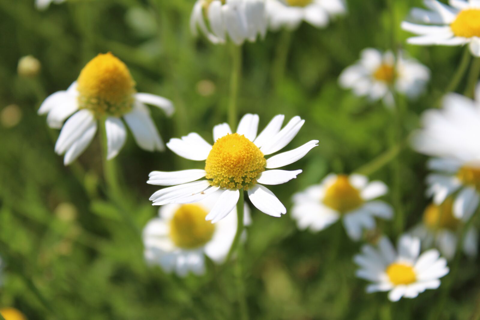 Canon EOS 1300D (EOS Rebel T6 / EOS Kiss X80) sample photo. Chamomile, flower, meadow photography