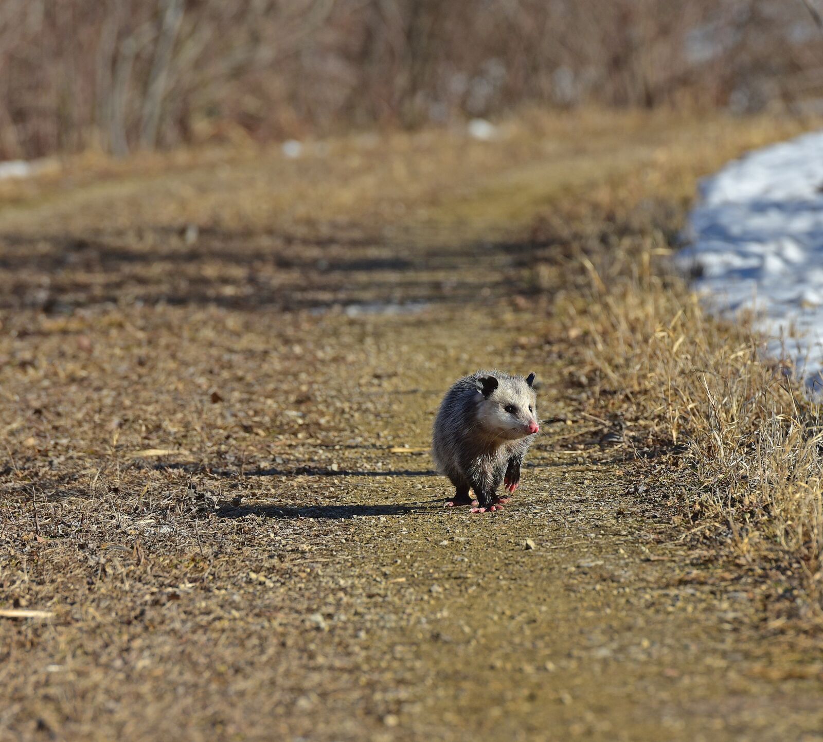 Nikon D810 sample photo. Opossum, possum, animal photography