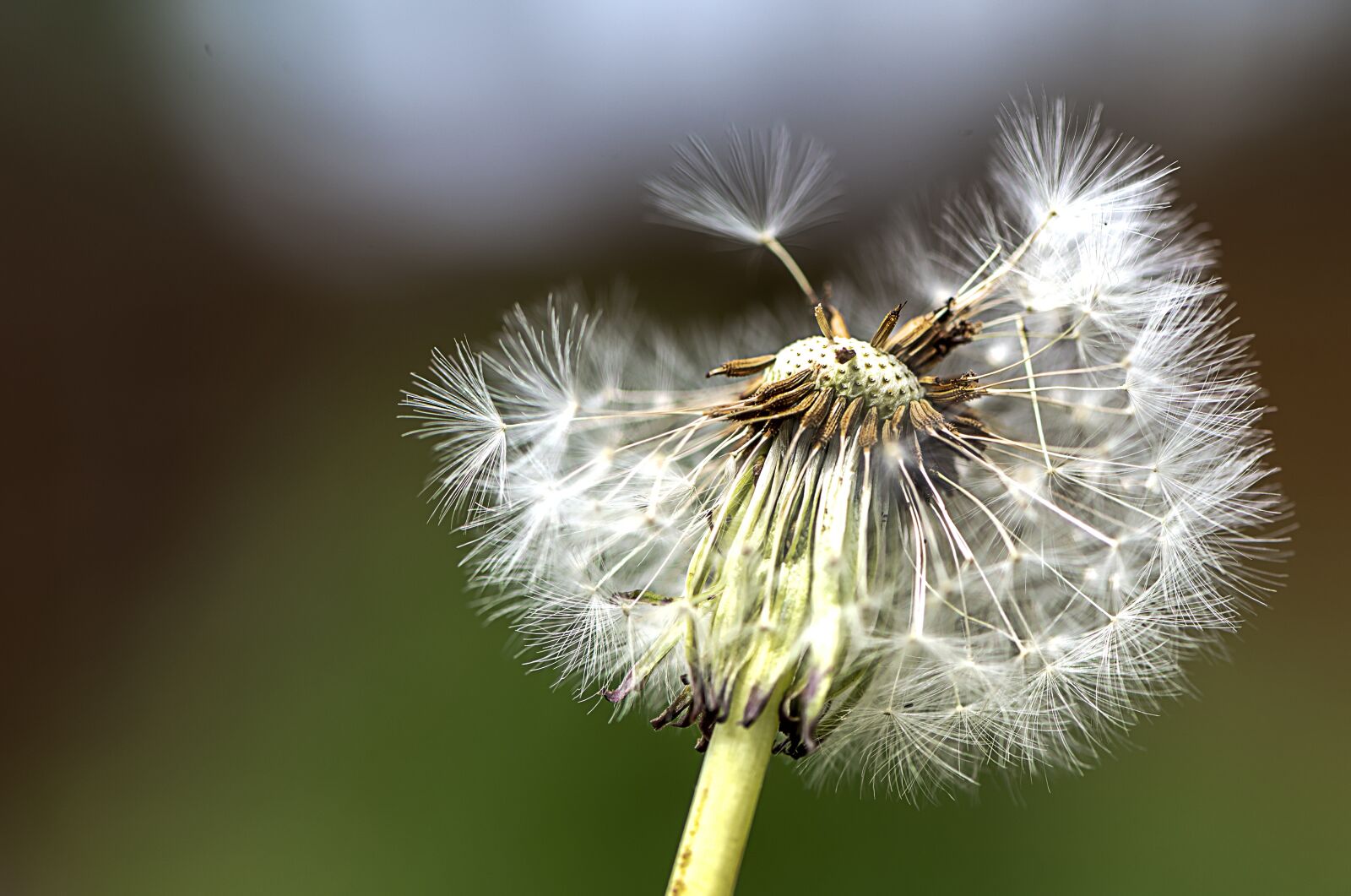 Nikon D610 sample photo. Dandelion, seeds, nature photography
