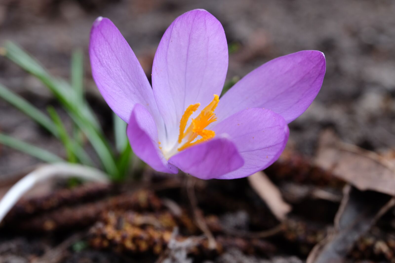 Fujifilm XC 16-50mm F3.5-5.6 OIS II sample photo. Spring, spring awakening, harbinger photography