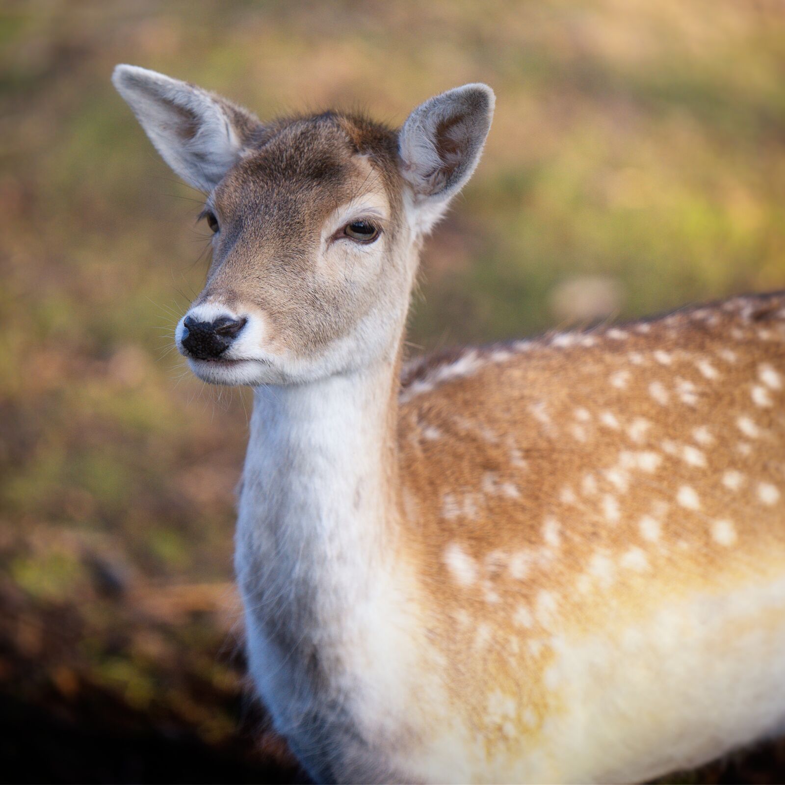 Nikon D750 sample photo. Mammal, deer, wildlife photography