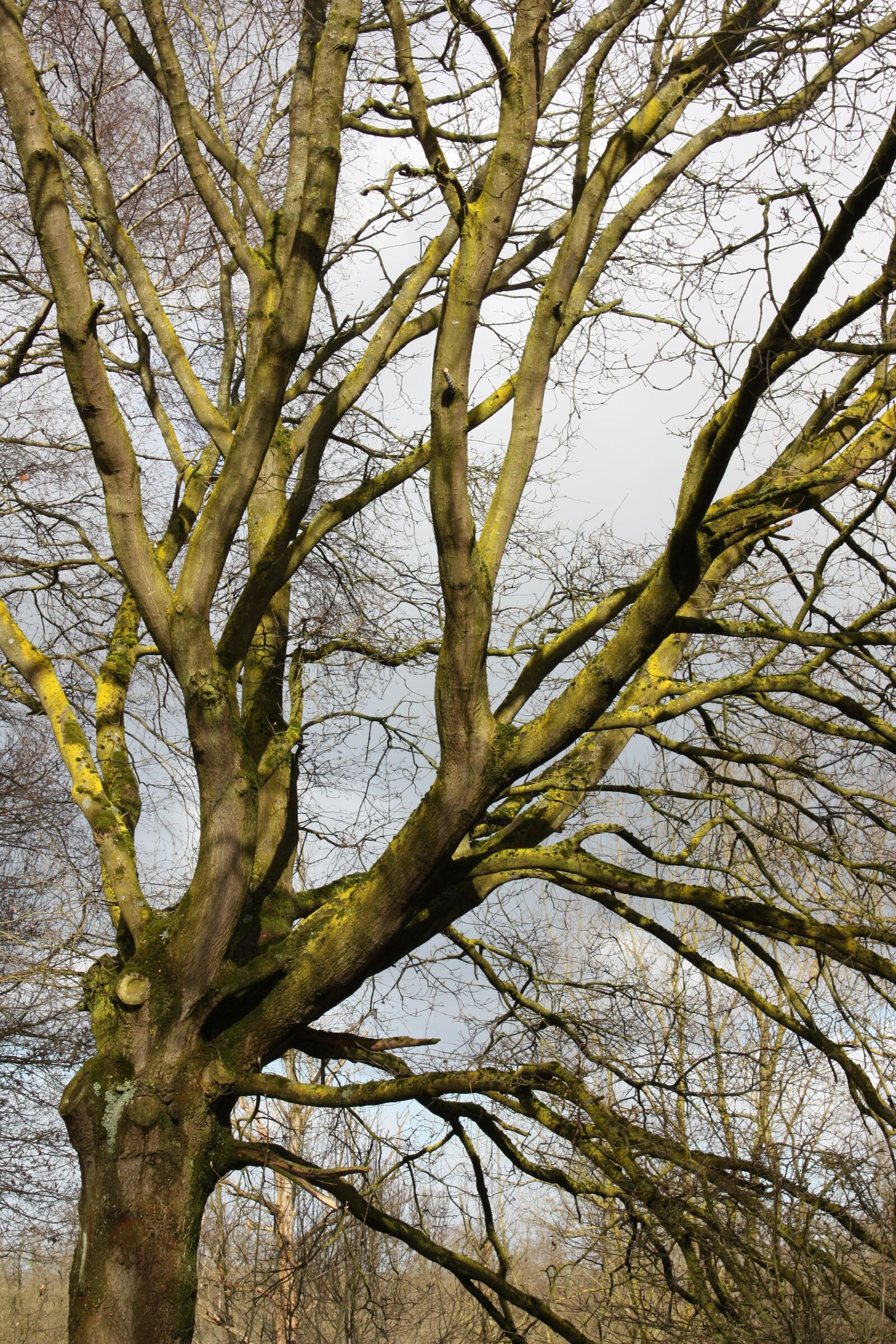 Canon EOS 450D (EOS Rebel XSi / EOS Kiss X2) sample photo. Tree, winter, nature photography