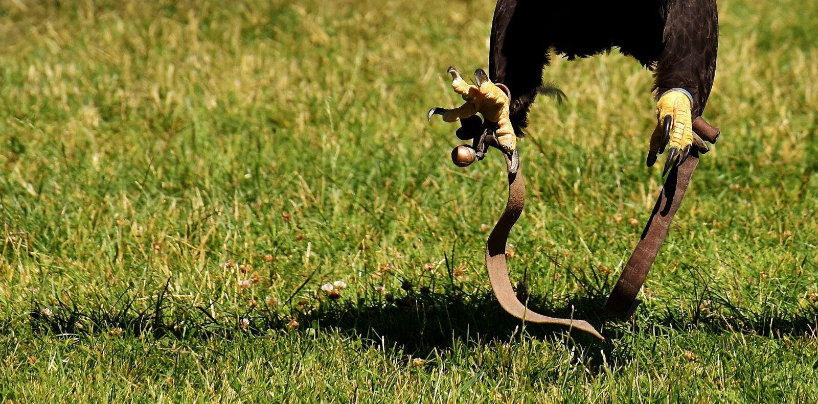 Nikon D7200 sample photo. Adler, approach, feet photography