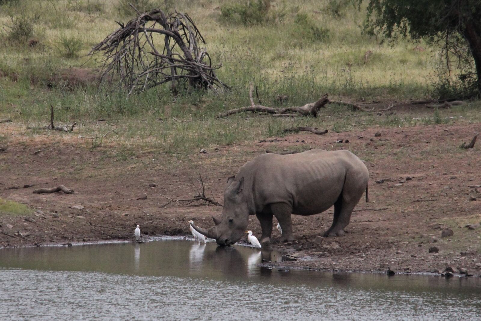 Canon EOS 60D sample photo. Rhinoceros, african, white photography