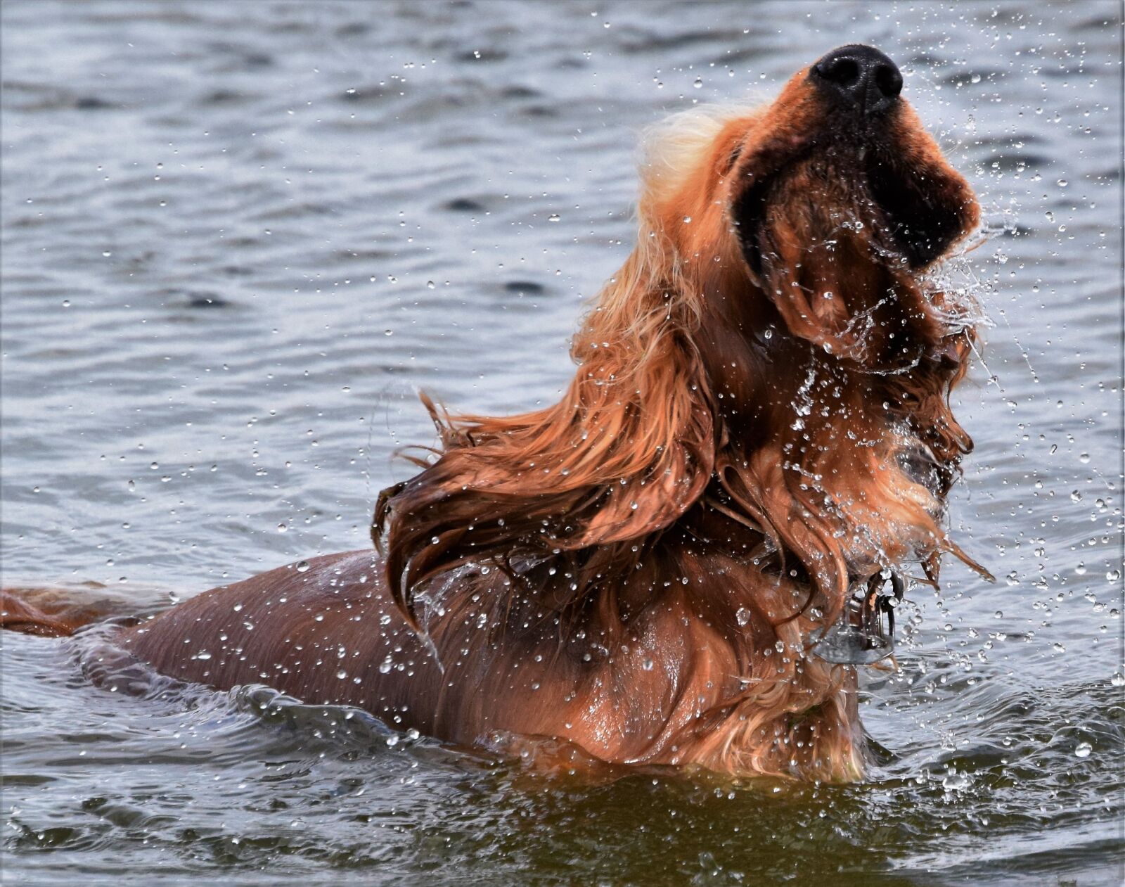 Nikon D3300 sample photo. Dog, water, pet photography