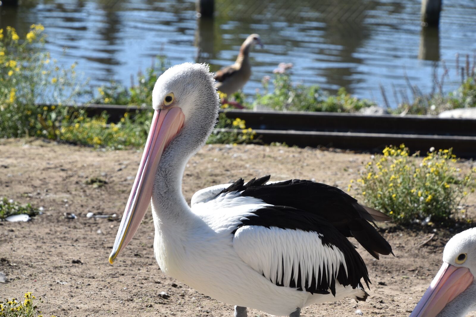 Nikon D5600 sample photo. Bird, pelican, nature photography
