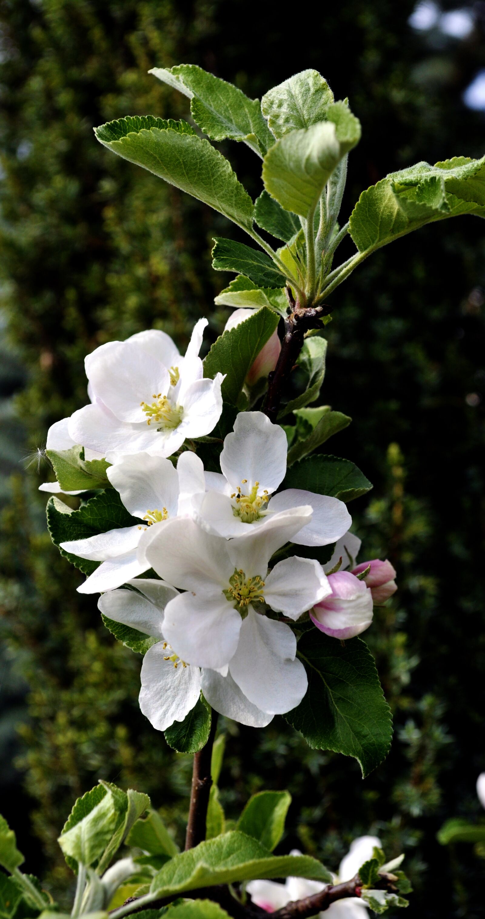 Nikon D5000 sample photo. Spring, garden, sad photography