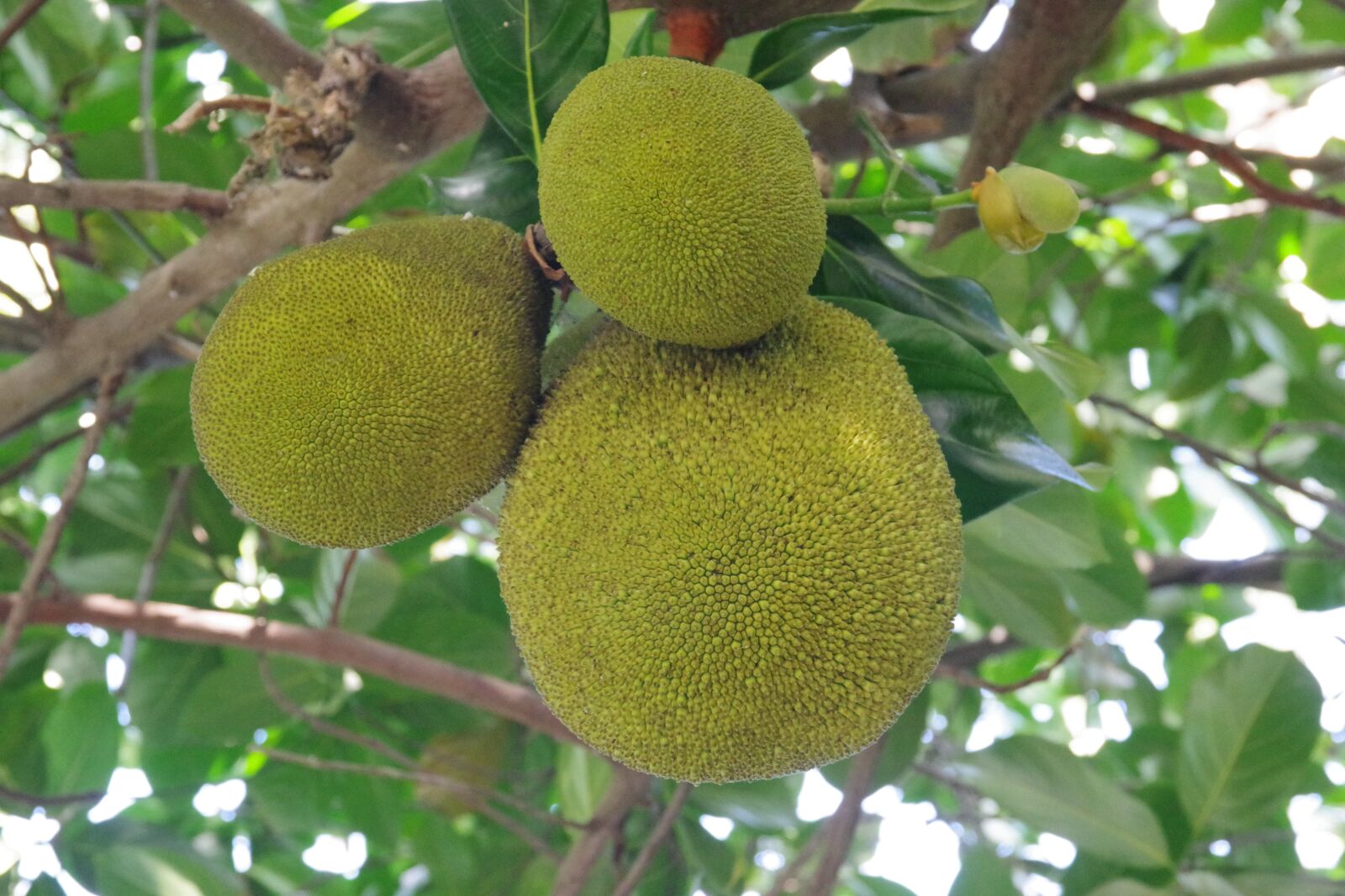 Pentax K-70 sample photo. Tree, fruit, food photography