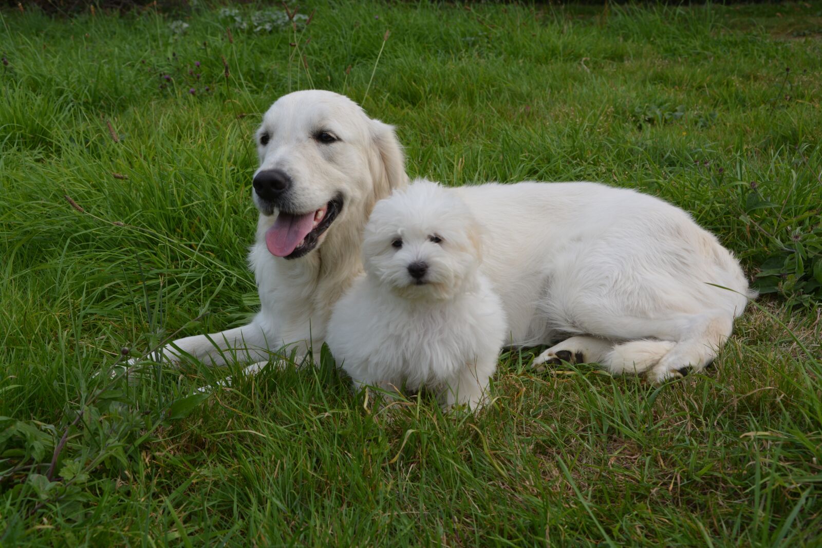 Nikon D5200 sample photo. Dog, animals, dog golden photography