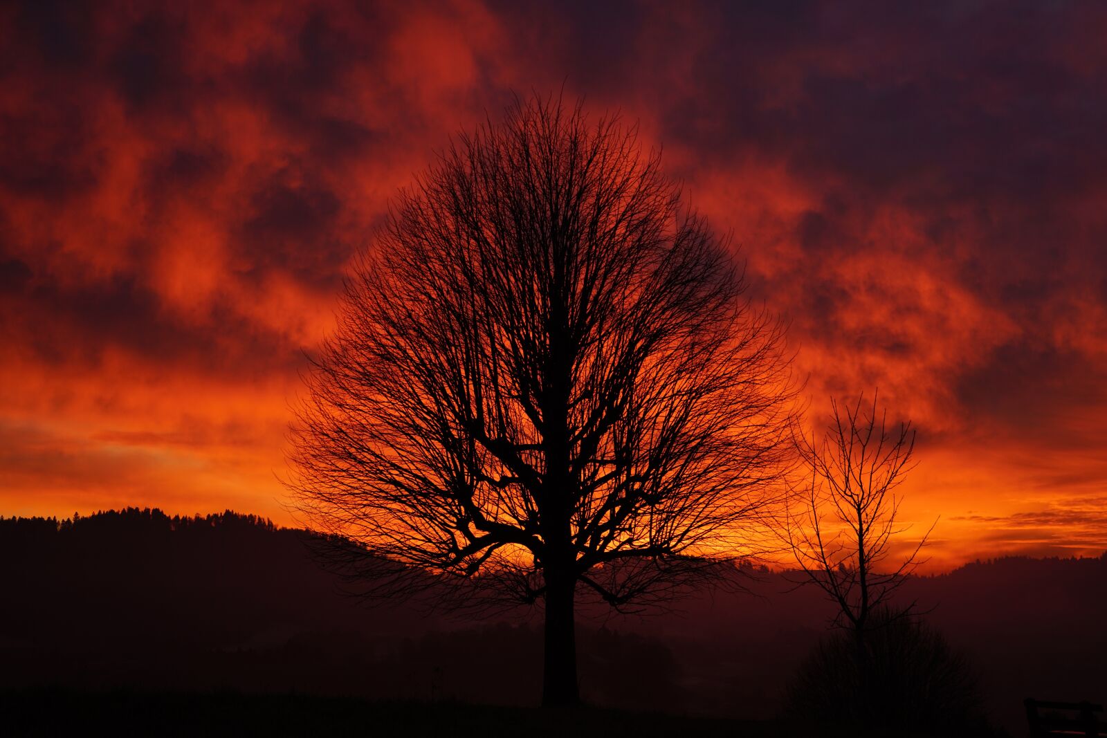 Sony FE 24-240mm F3.5-6.3 OSS sample photo. Sunset, tree, aesthetic photography