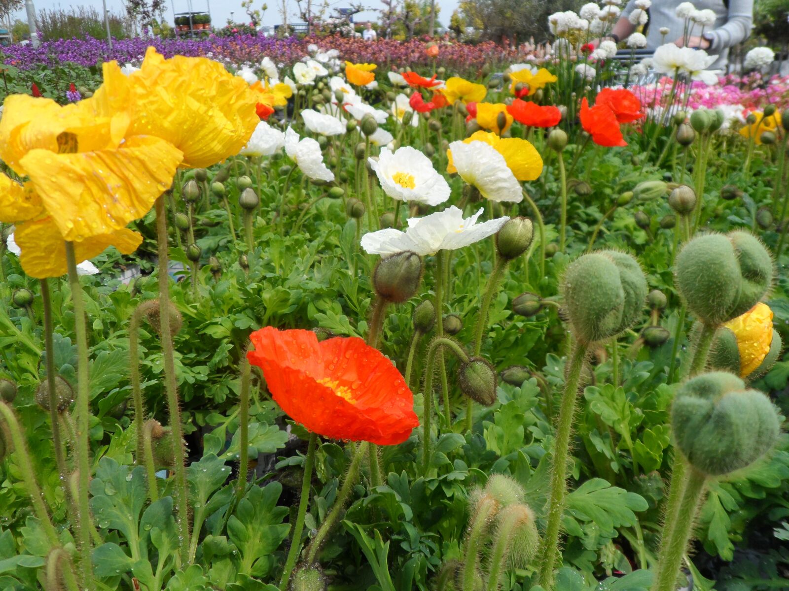 Samsung ST200 / ST200F / ST201 / ST201F / ST205F sample photo. Poppies, meadow, flower photography