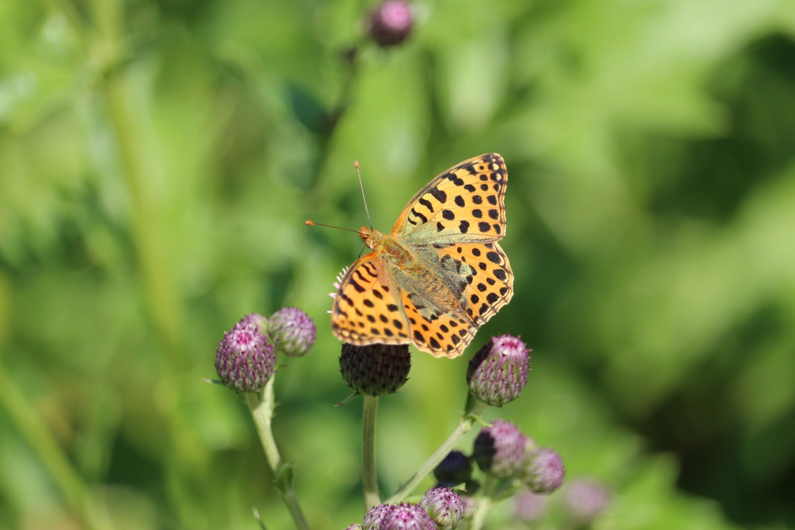 Canon EOS 700D (EOS Rebel T5i / EOS Kiss X7i) sample photo. Wing, butterfly, insect photography