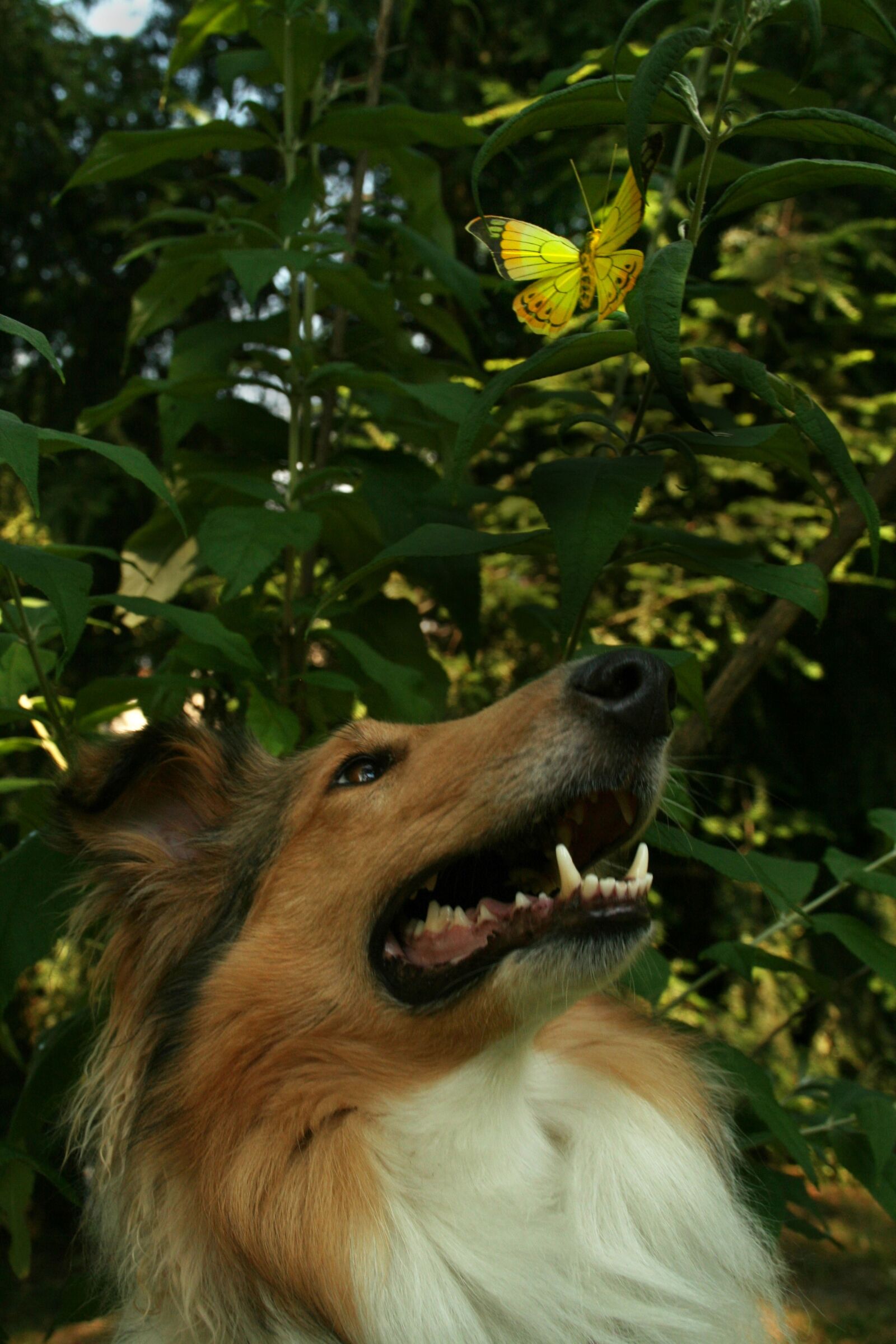 Canon EOS 350D (EOS Digital Rebel XT / EOS Kiss Digital N) sample photo. Mammal, animal, dog photography
