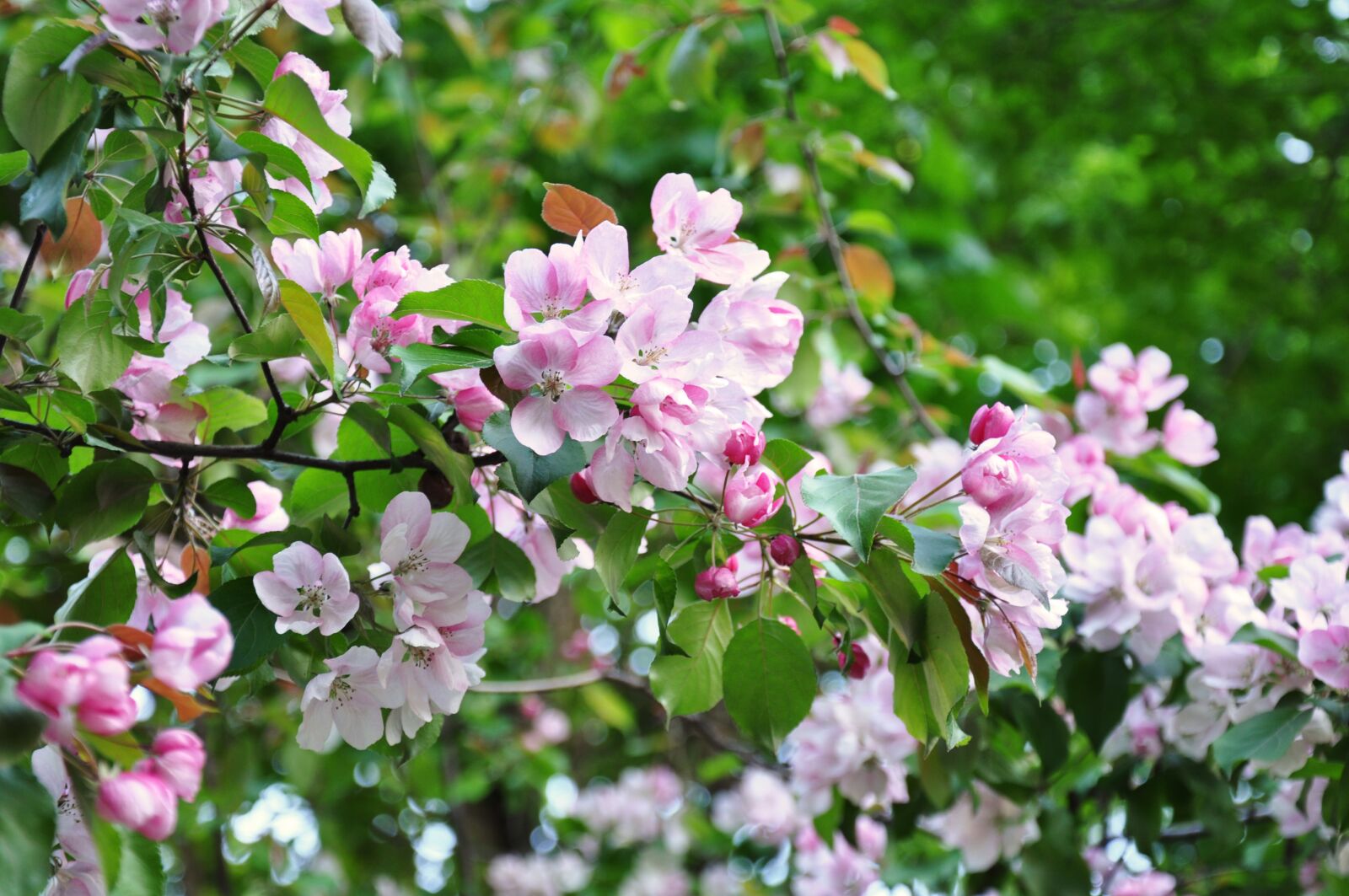 Nikon D90 sample photo. Spring, sakura, flowers photography