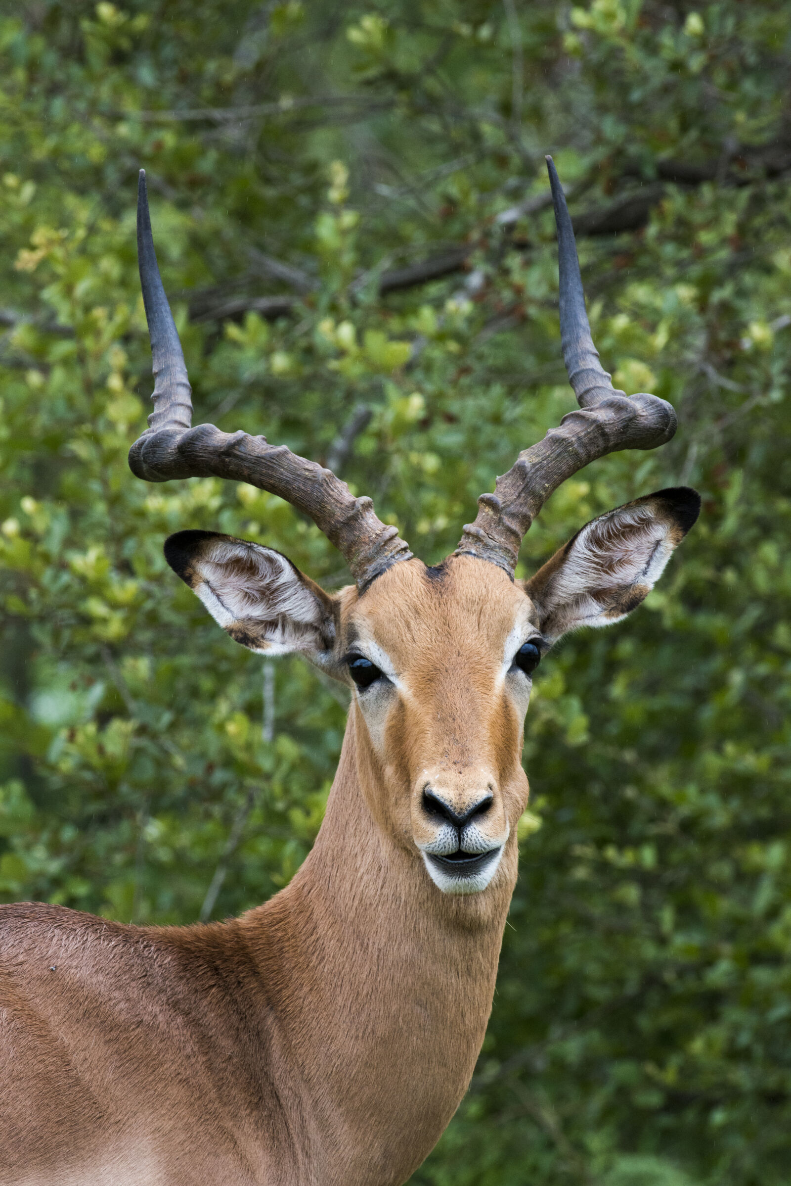 Nikon D800 sample photo. Antelope, buck, game, impala photography