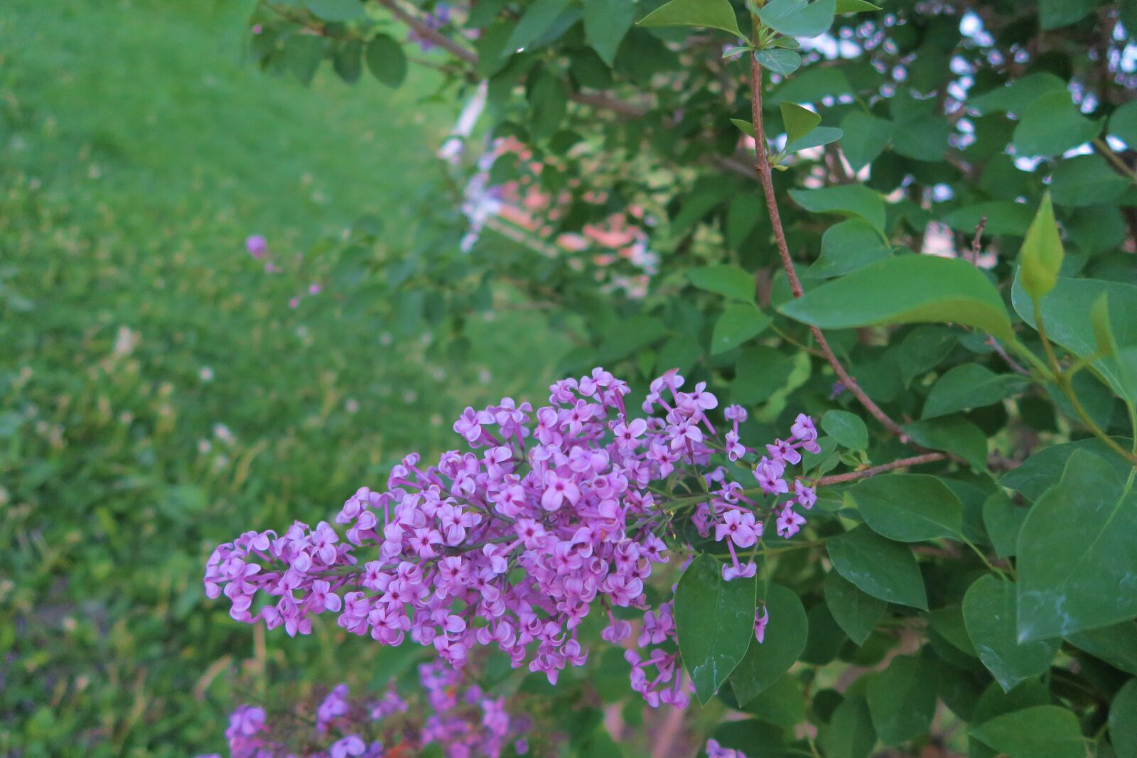 Canon PowerShot G7 X sample photo. Flower, plant, nature photography