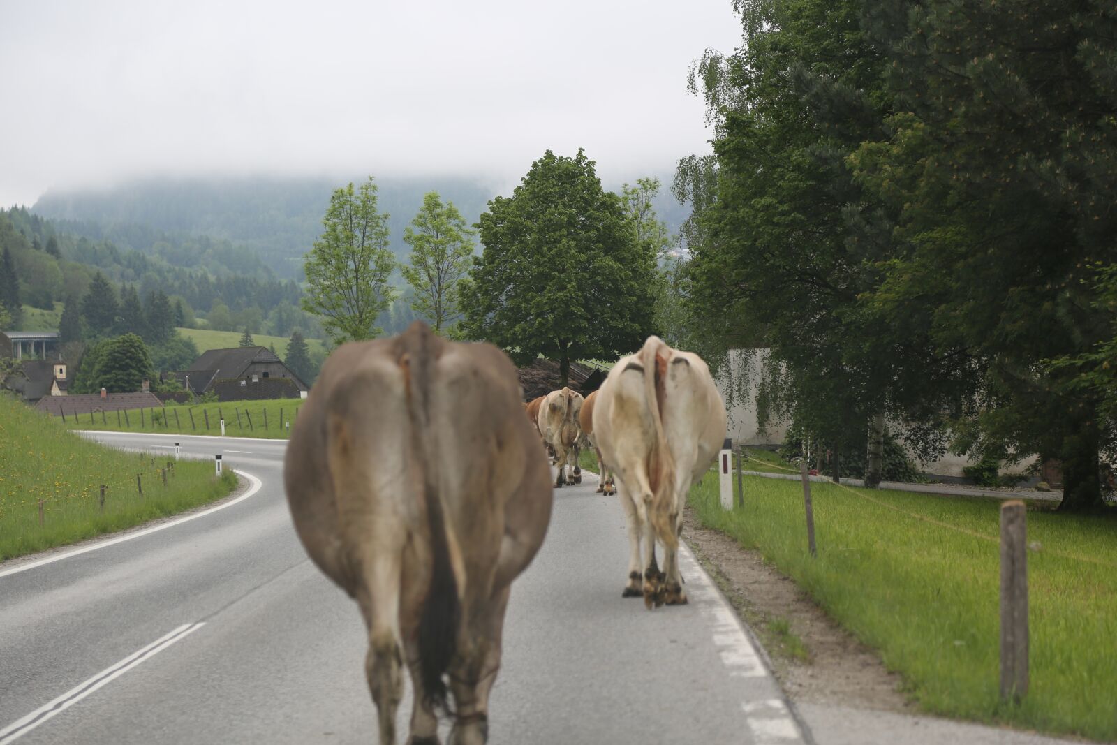 Canon EF 24-105mm F4L IS USM sample photo. Cows, road, alm photography