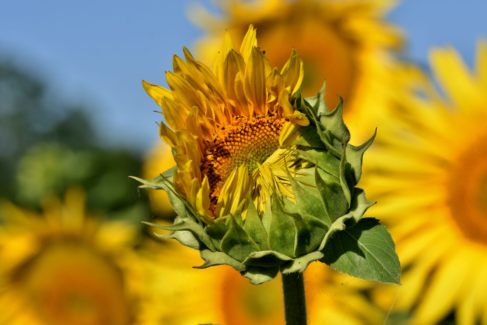 Nikon D7200 sample photo. Sunflower, bud, petals photography