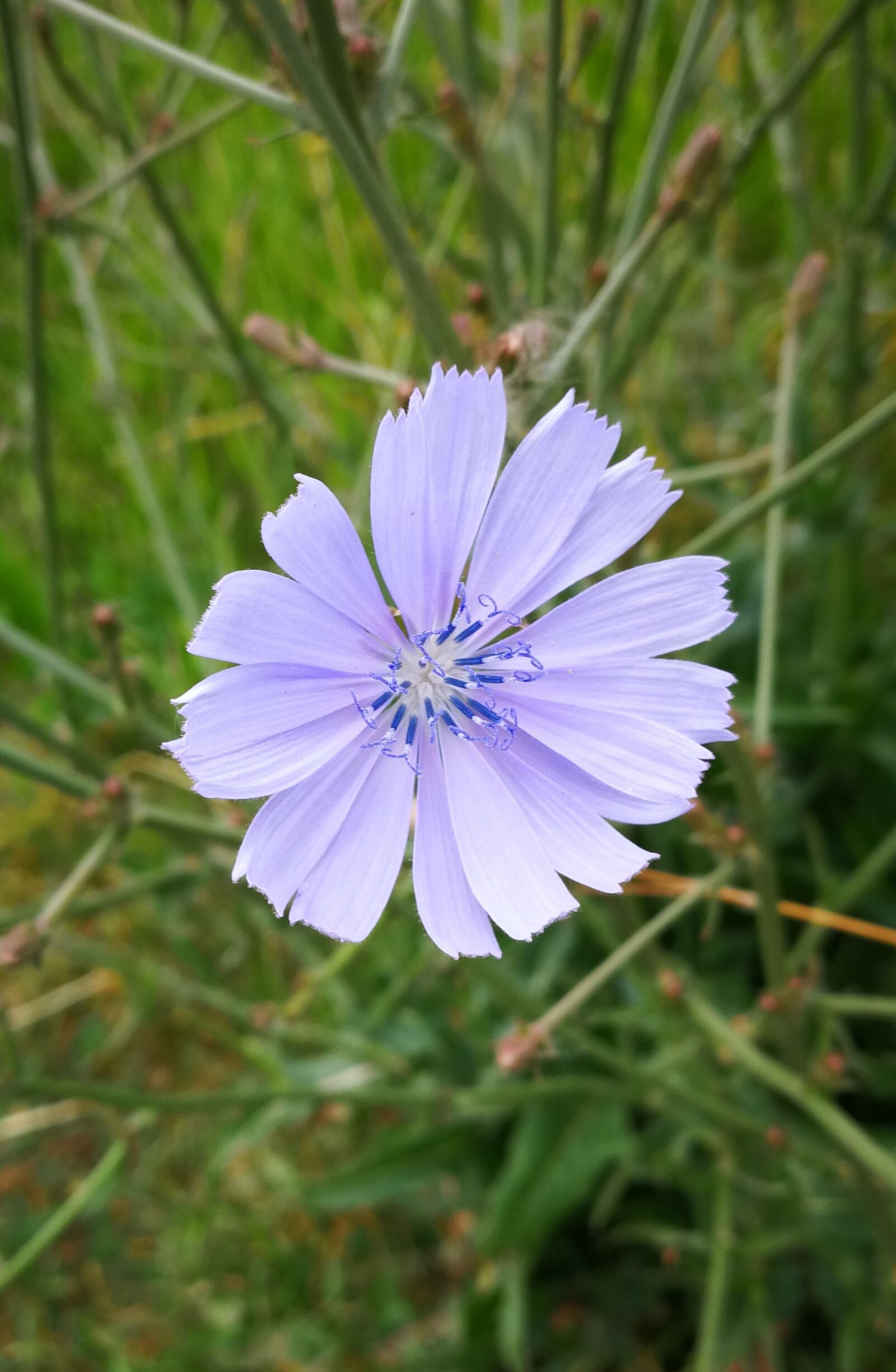 HUAWEI Mate 9 sample photo. Nature, wild flower, flower photography