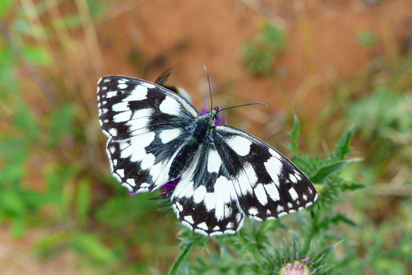 Panasonic Lumix DMC-FZ200 sample photo. Polowiec chess board, butterfly photography