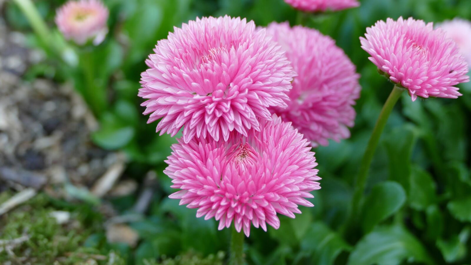Panasonic Lumix DMC-FZ1000 sample photo. Flower, spring, garden photography