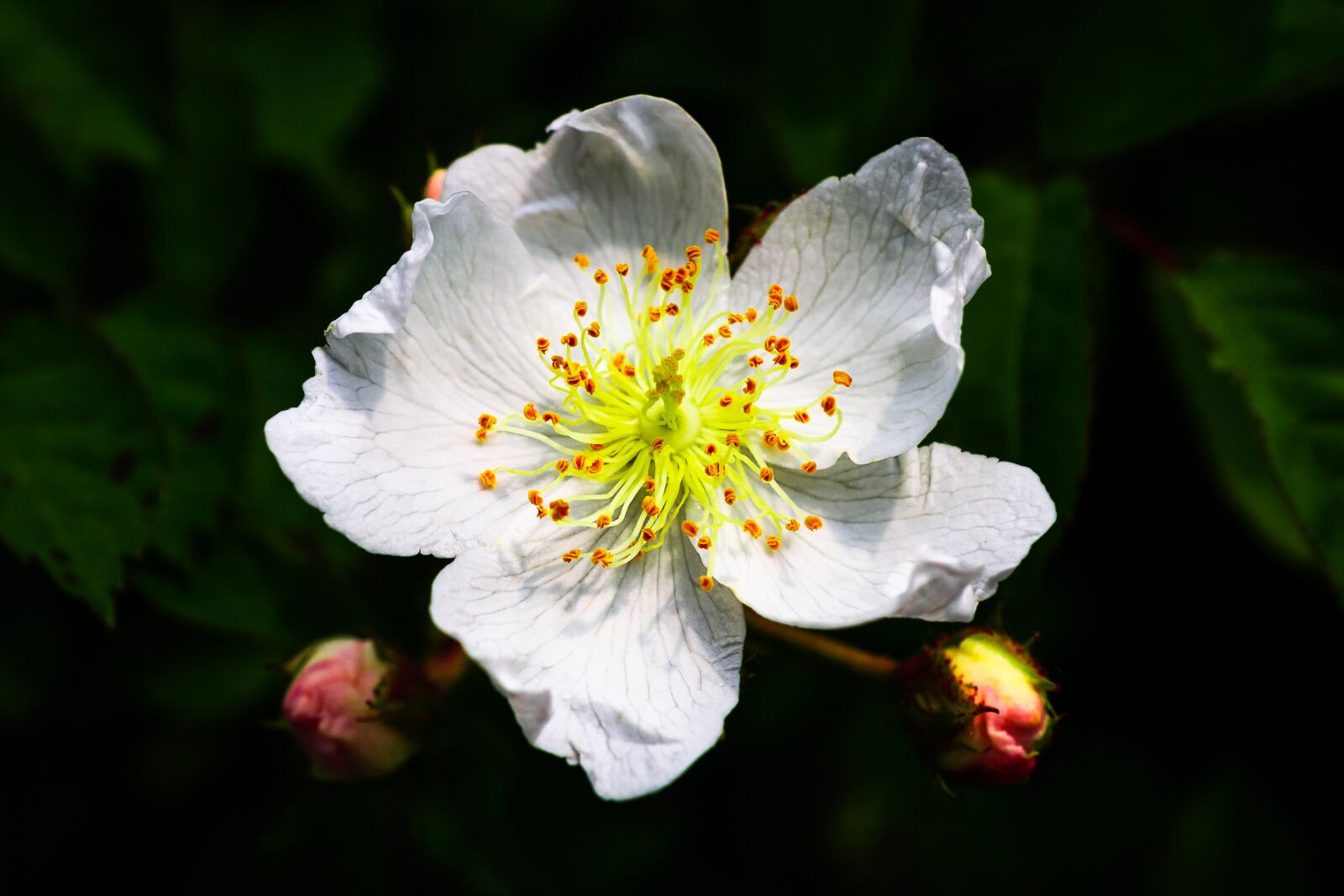 Nikon D3100 sample photo. Multiflora flower, spring, rose photography
