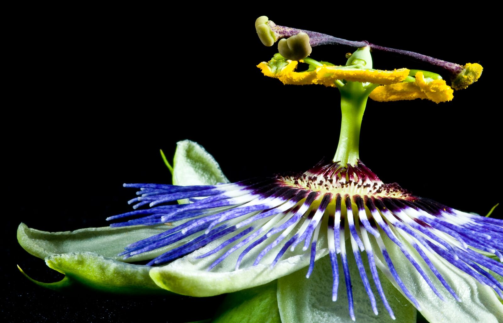 Nikon D300 sample photo. Passion fruit, flower, tropical photography