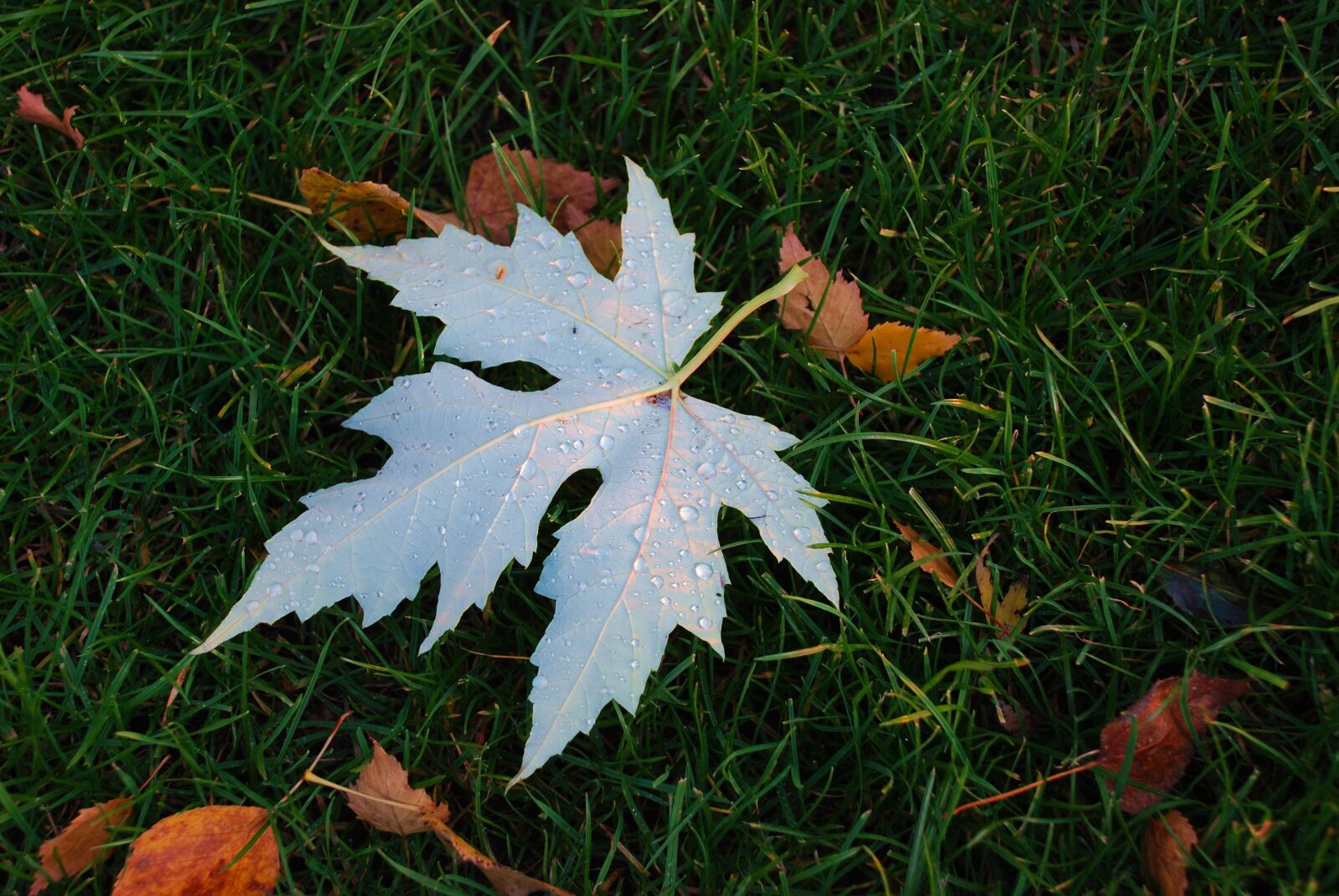 Nikon D80 sample photo. Sheet, autumn, autumn leaf photography