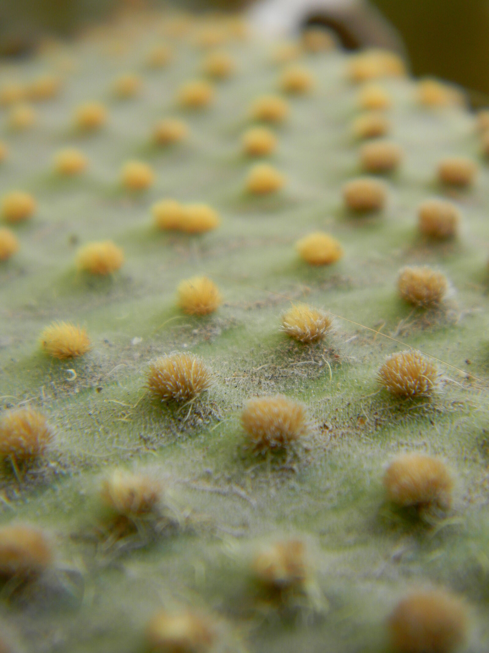 Nikon Coolpix L110 sample photo. Cactus, fluffy photography