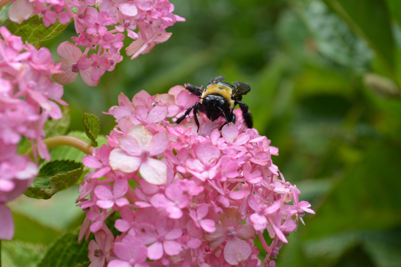 Nikon D5200 sample photo. Bee, flower, nature photography