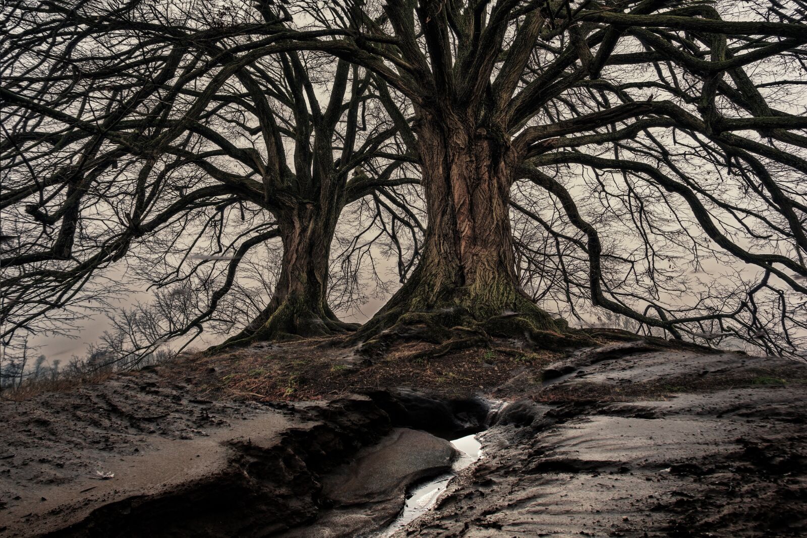 Canon EOS 60D sample photo. Trees, nature, landscape photography