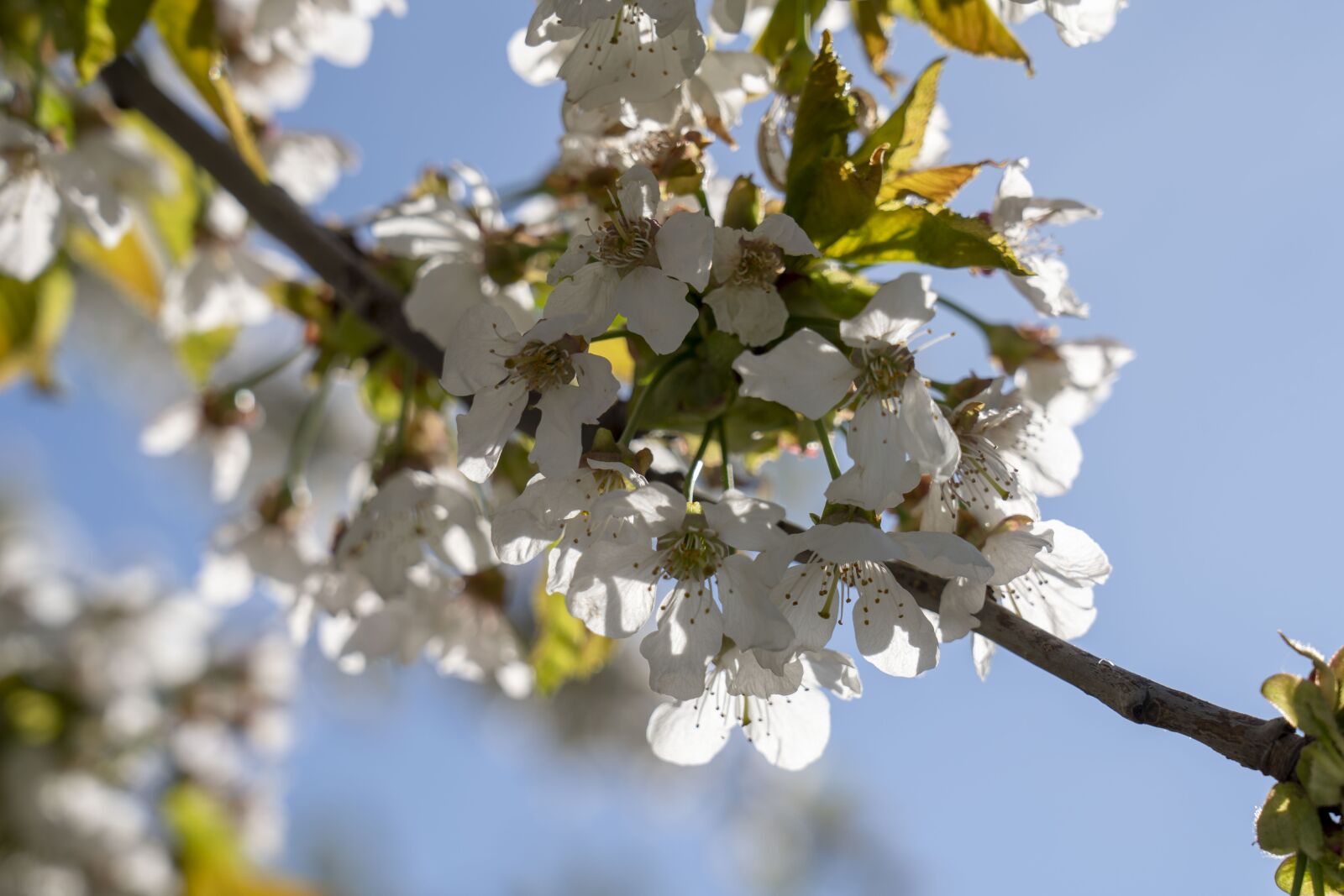Sony FE 24-105mm F4 G OSS sample photo. Flowers, flowering, spring photography