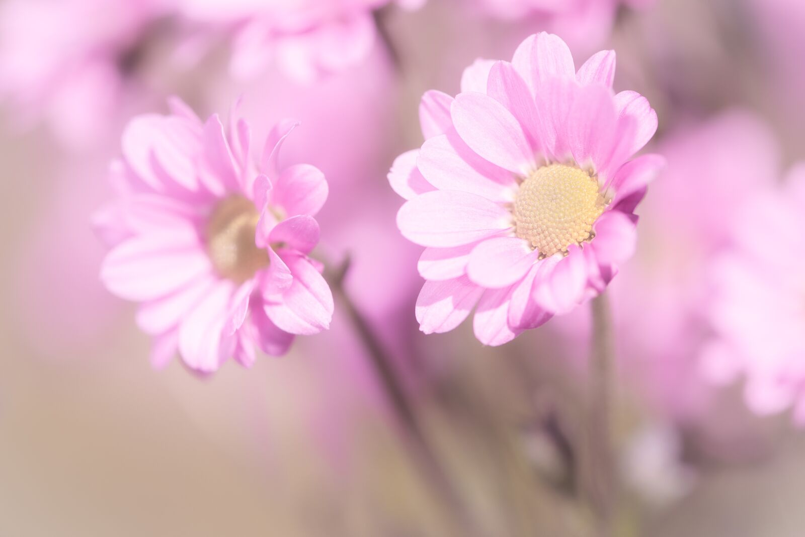 Nikon D750 sample photo. Flowers, pink, pink flowers photography