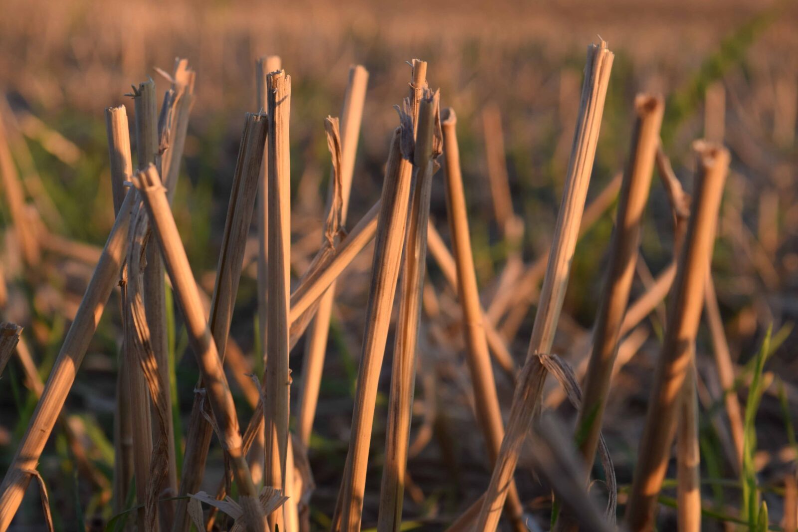 Nikon D3300 sample photo. Grass, nature, plant, autumn photography