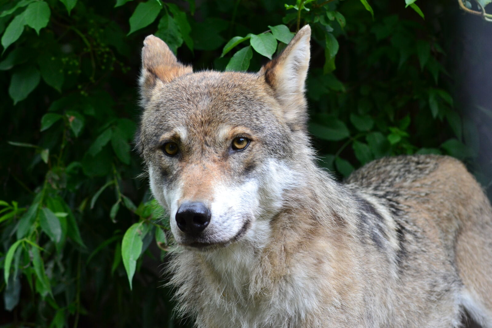 Nikon D3100 sample photo. Close, up, view, forest photography