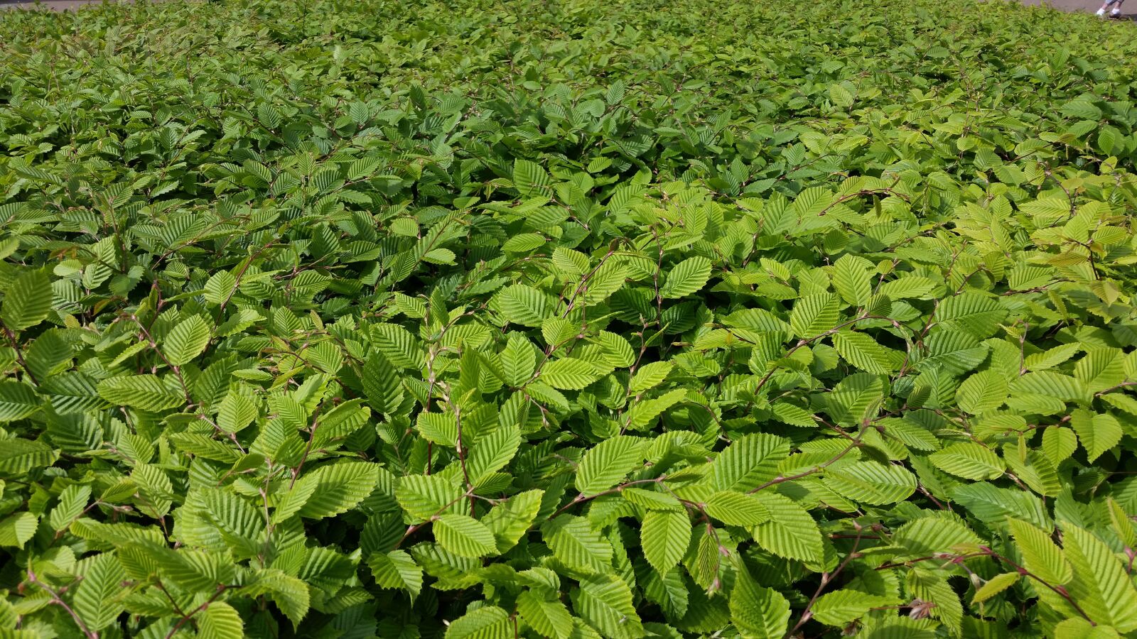 Samsung Galaxy S5 sample photo. Bush, texture, green leaves photography