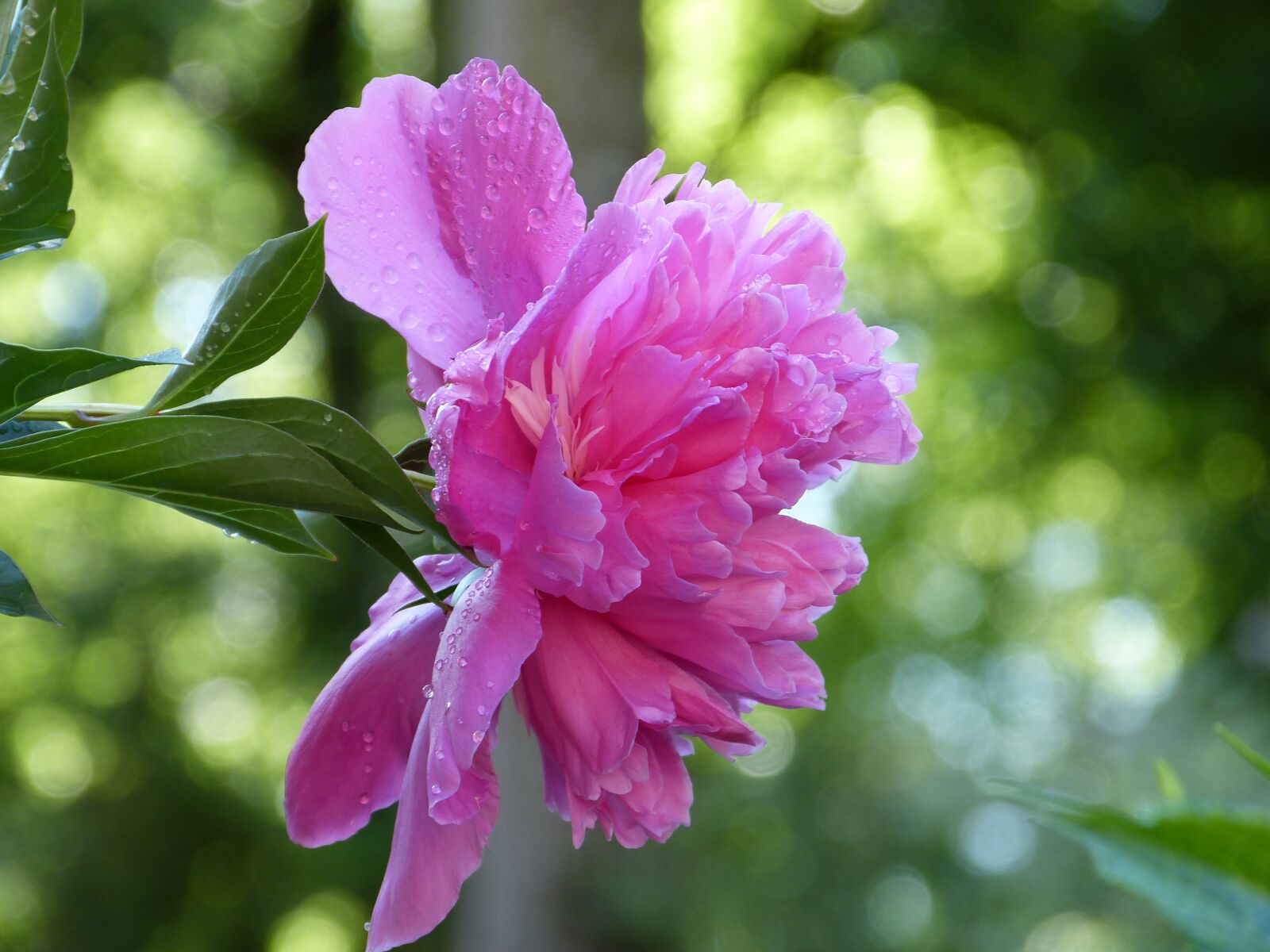 Panasonic Lumix DMC-FZ150 sample photo. Peony, blossom, bloom photography