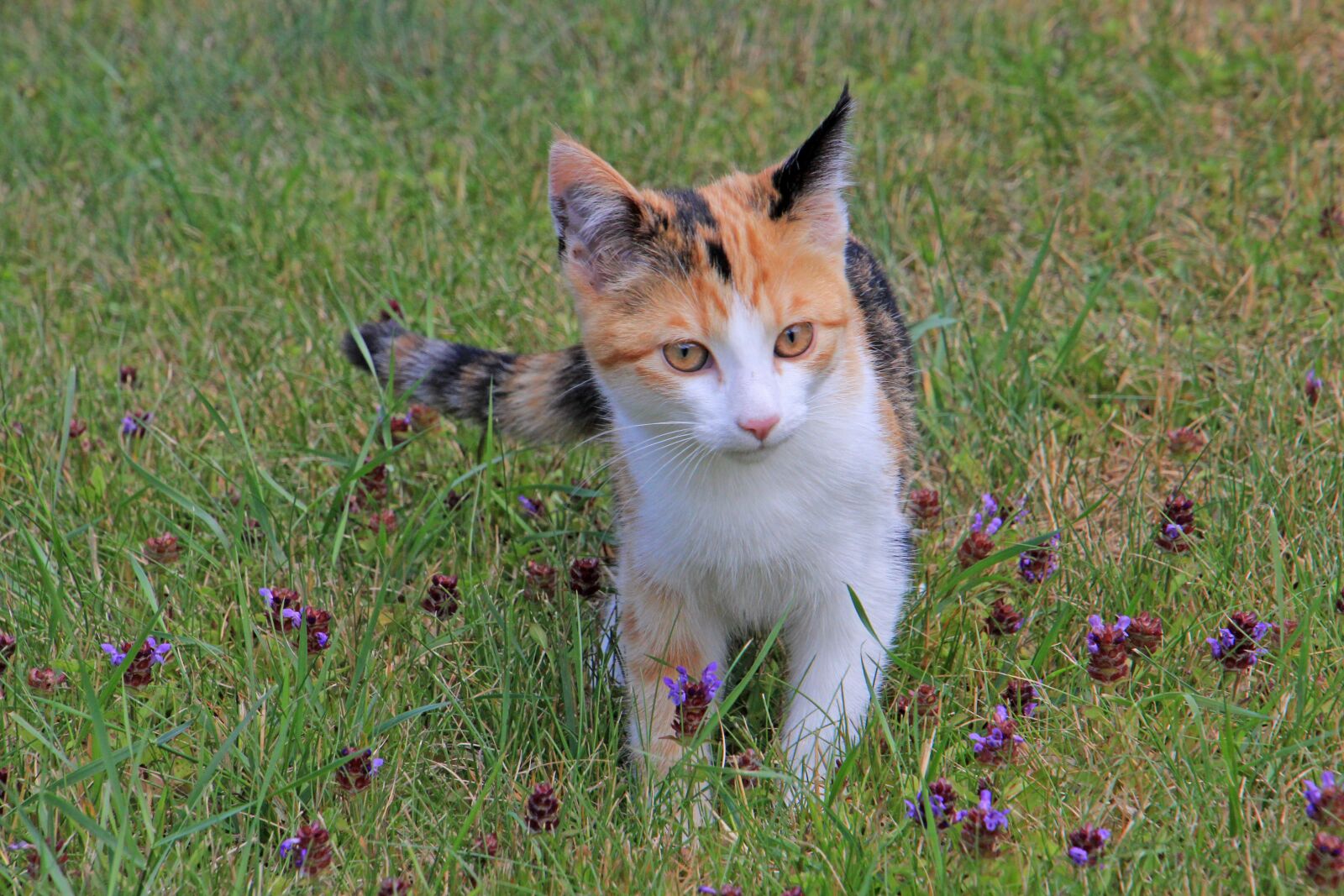 Canon EOS 60D sample photo. Cat, pet, garden photography
