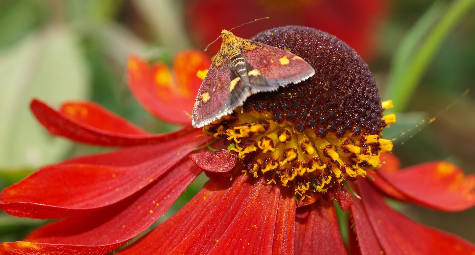 Olympus E-520 (EVOLT E-520) sample photo. Moth, flower, insect photography