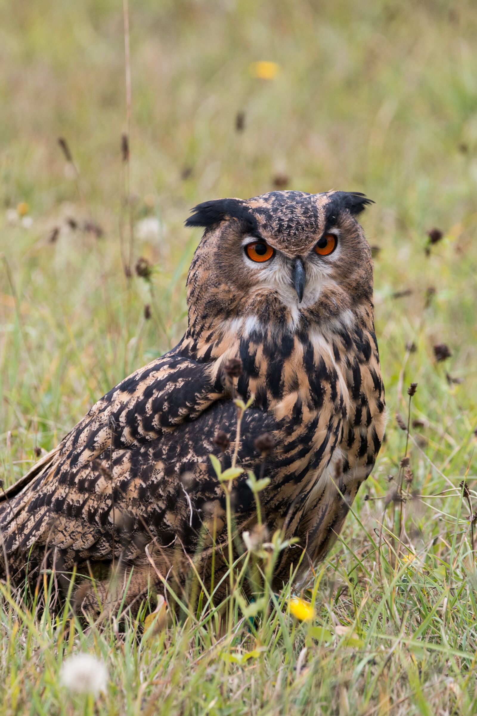 150-600mm F5-6.3 DG OS HSM | Contemporary 015 sample photo. Eagle owl, bubo bubo photography
