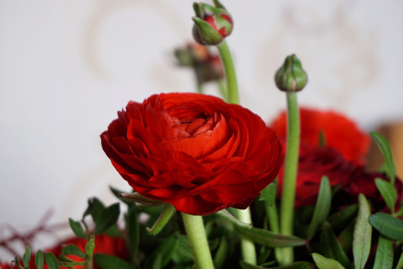 Sony a6000 sample photo. Flower, blossom, bloom photography