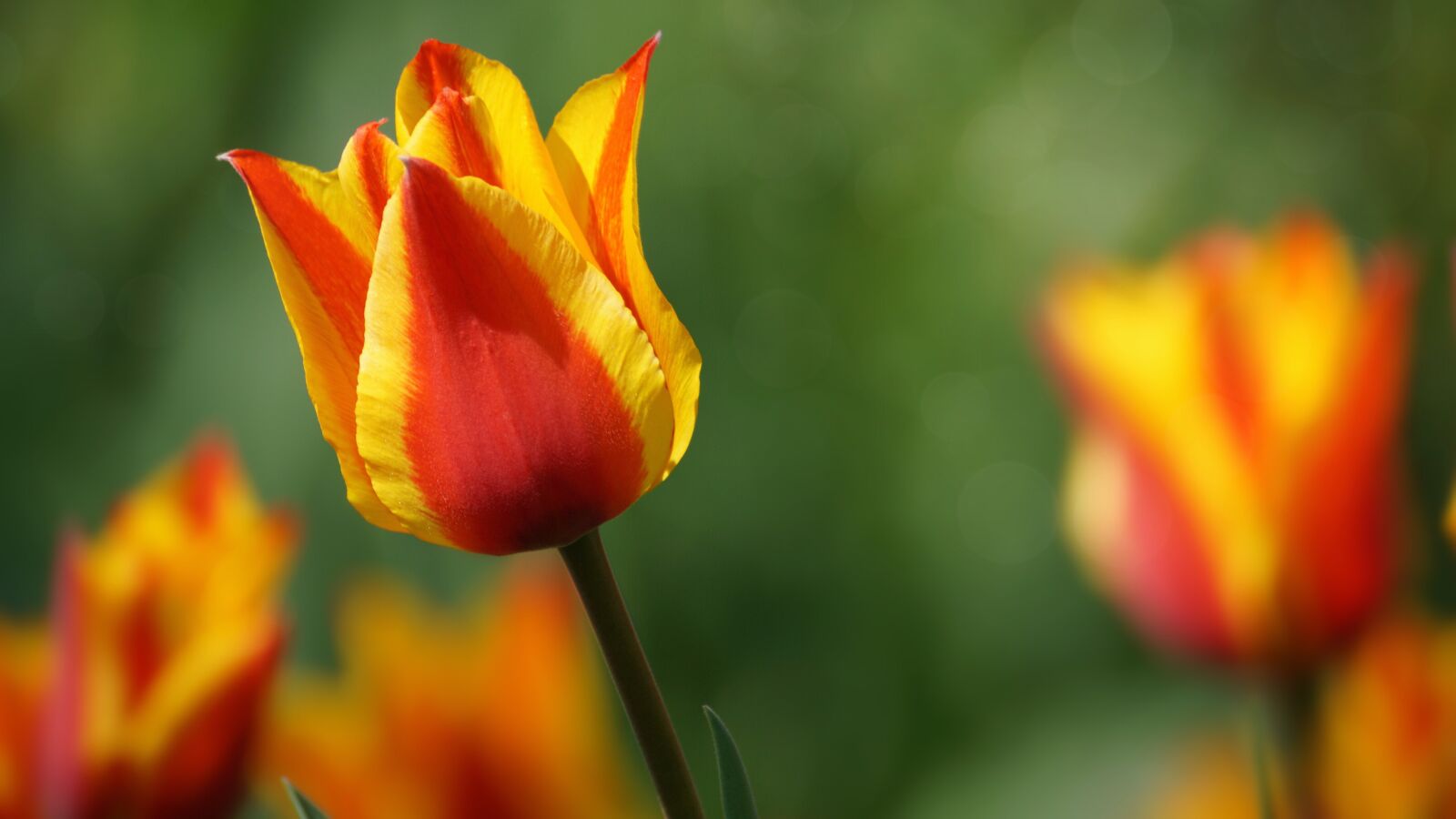 Sony DT 55-300mm F4.5-5.6 SAM sample photo. Tulip, flower, bright photography