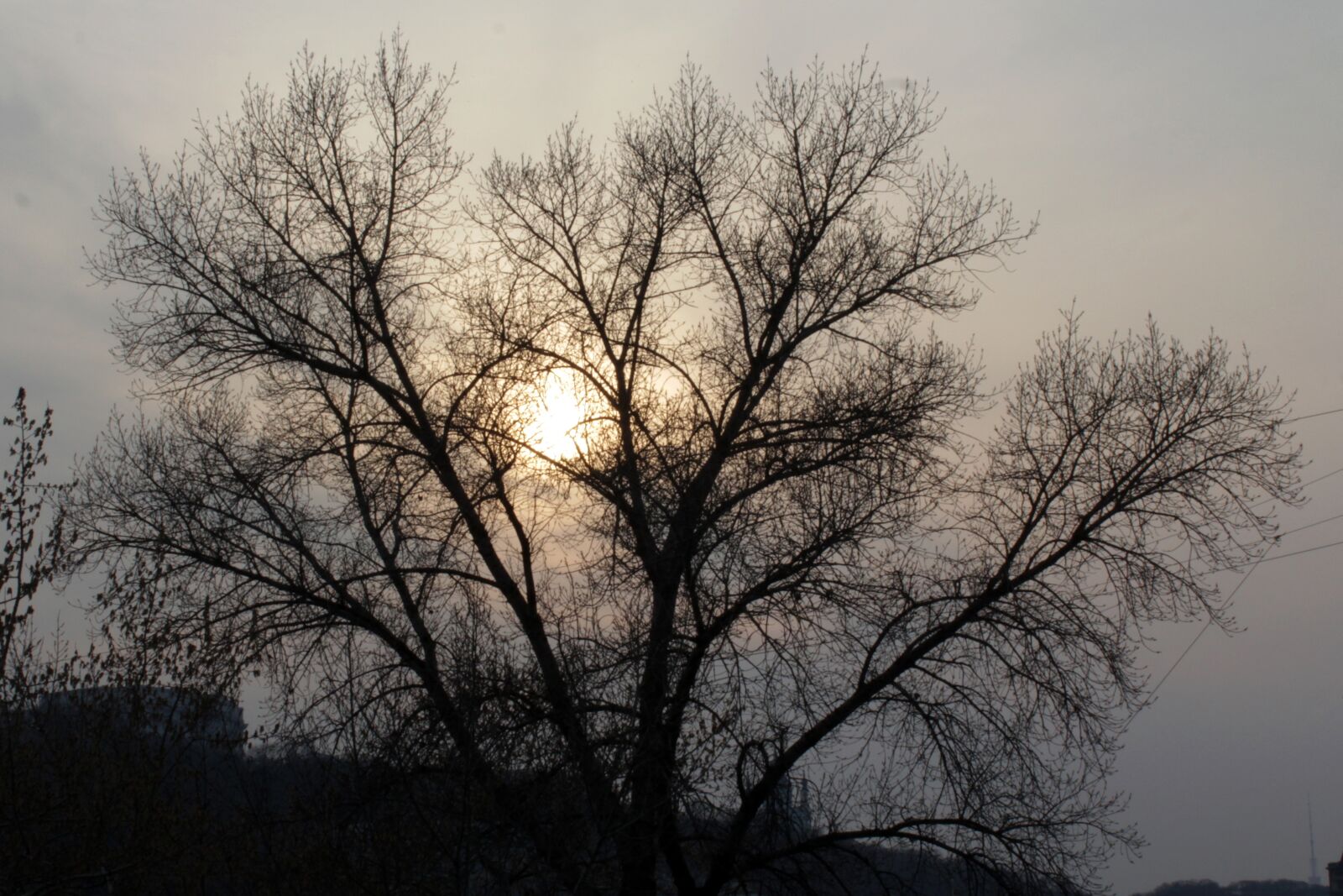 Canon EOS 550D (EOS Rebel T2i / EOS Kiss X4) sample photo. Tree, nature, dawn photography