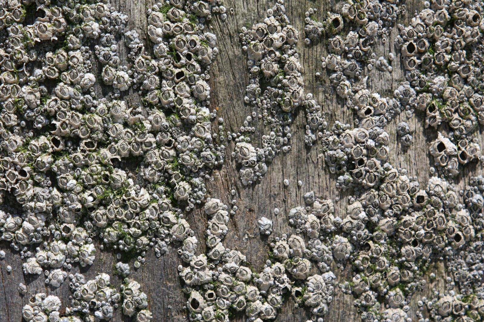 Canon EOS 30D sample photo. Aquatic, background, barnacles photography