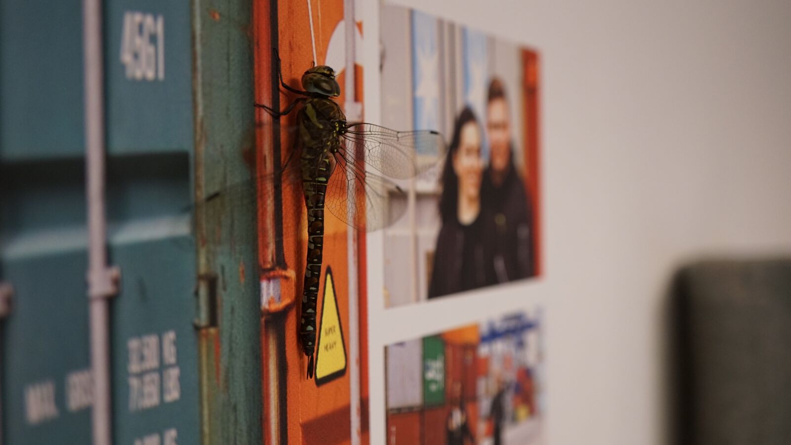 Sony E 30mm F3.5 Macro sample photo. Dragonfly, huge, camouflage photography