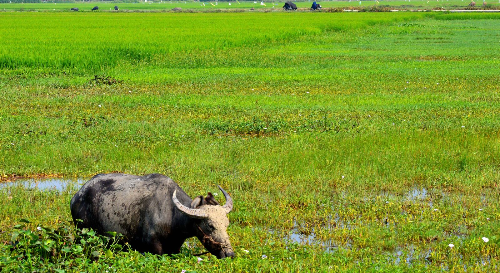 Nikon D3200 sample photo. Water, buffalo, vietnam photography