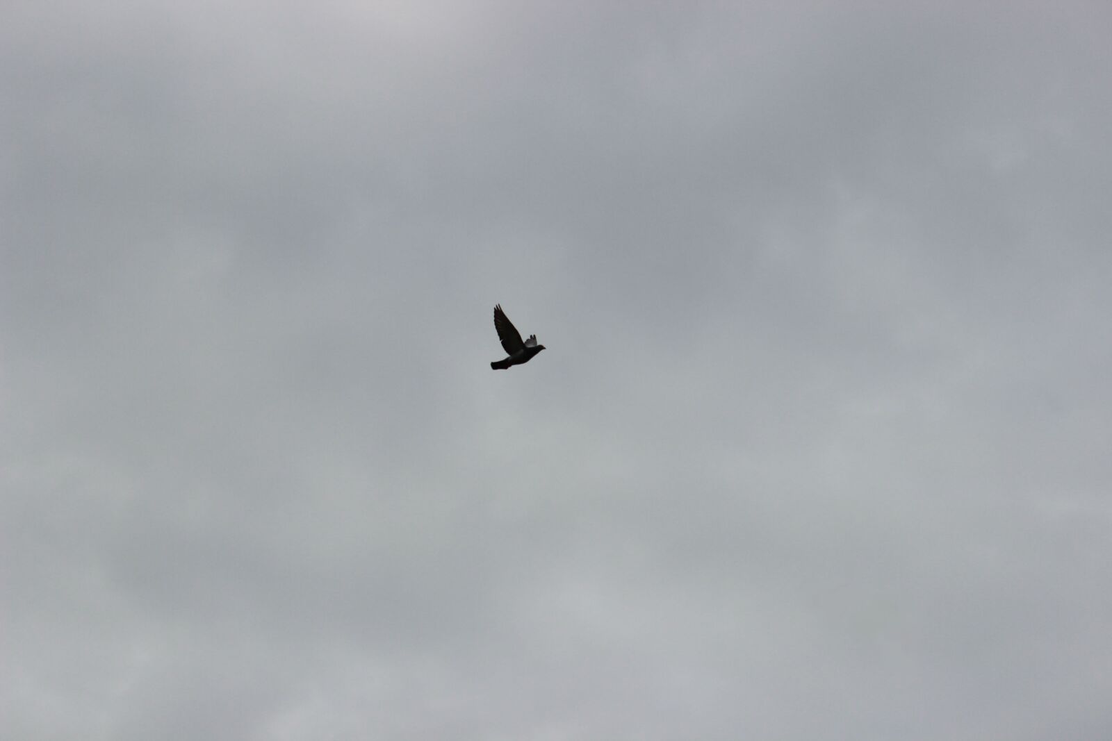 Canon EOS 600D (Rebel EOS T3i / EOS Kiss X5) sample photo. Birds, sky, flight photography