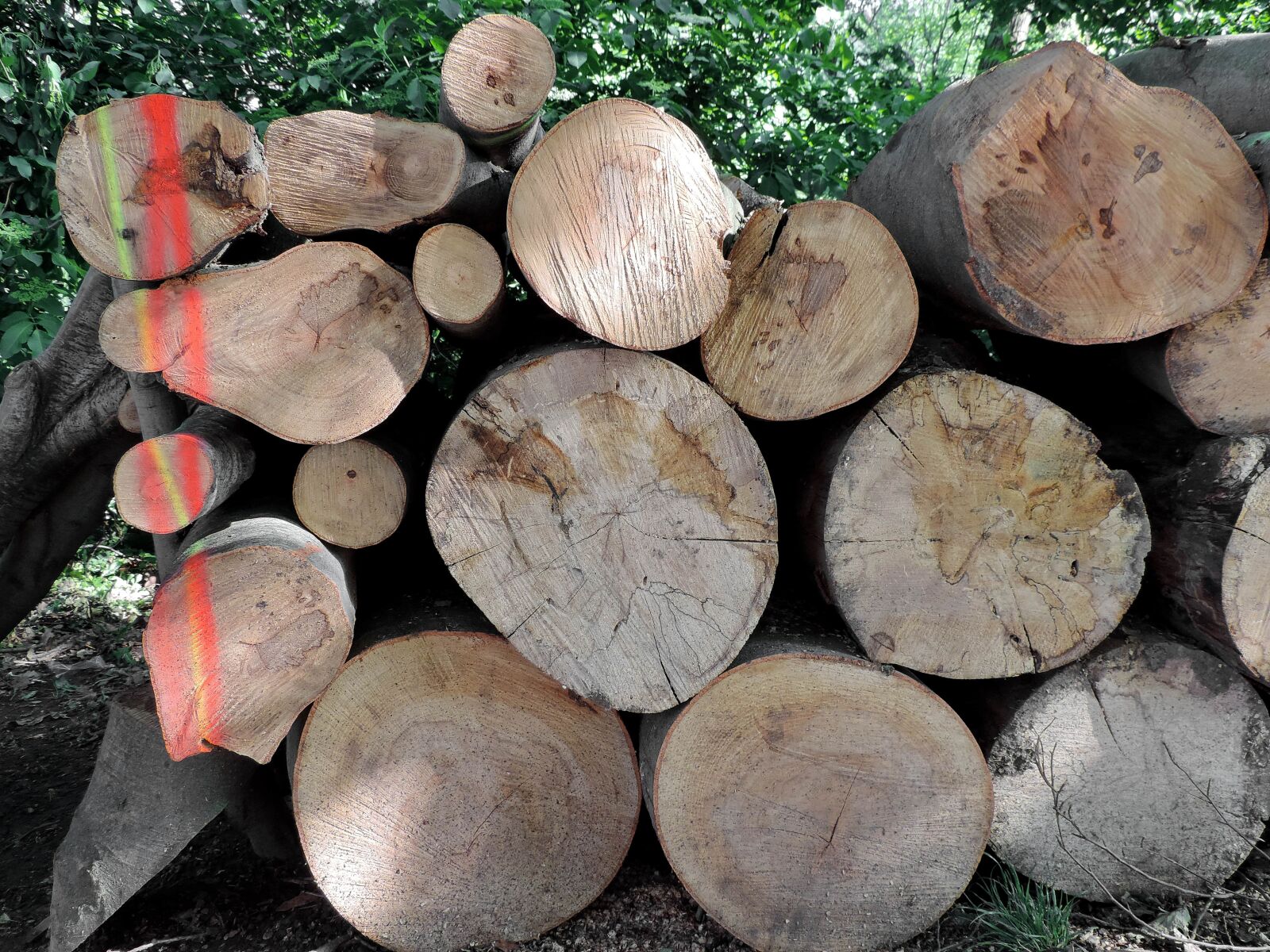 Nikon Coolpix P520 sample photo. Firewood, nature, tree, trunk photography