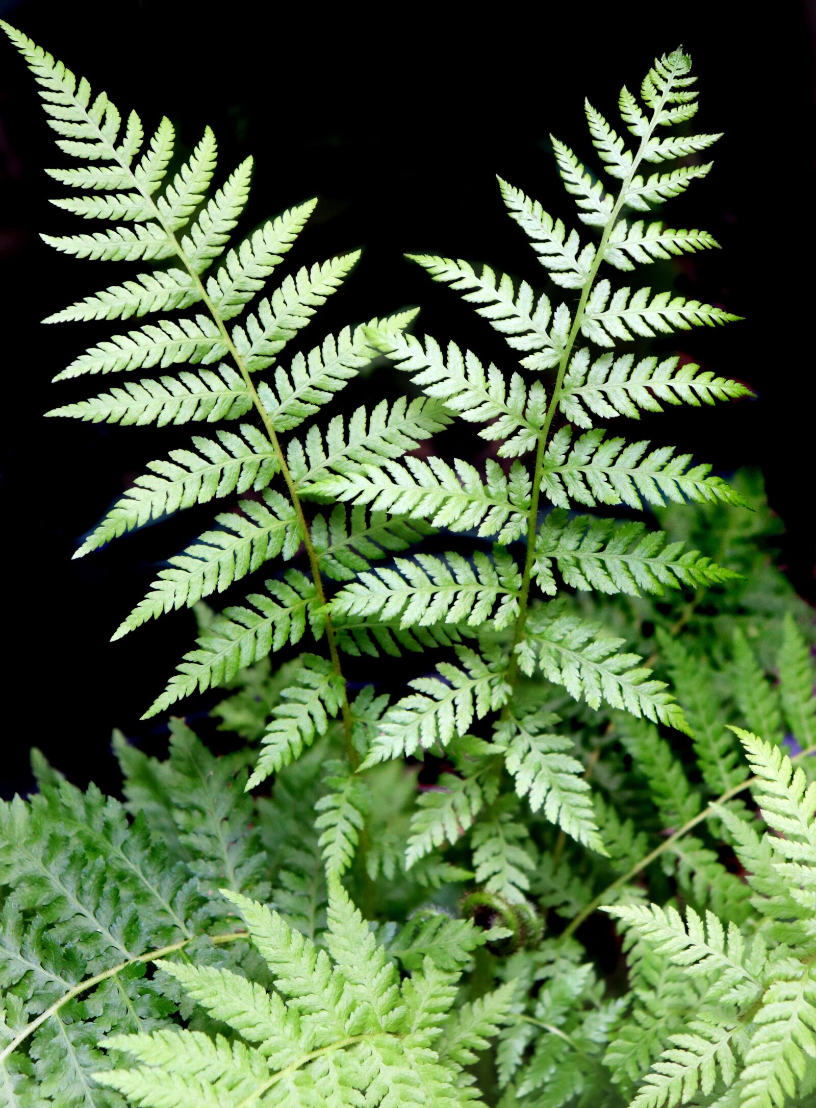 Canon EOS 800D (EOS Rebel T7i / EOS Kiss X9i) sample photo. Fern, plant, leaf photography